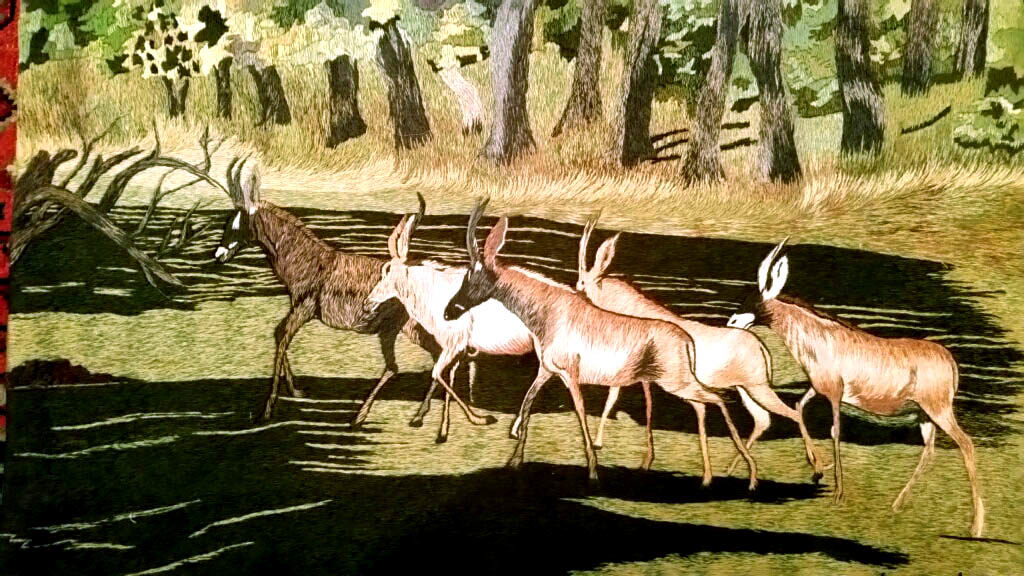 Roan Antelope Migration